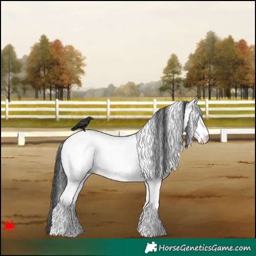 Horse Color:White Spotted Black Appaloosa