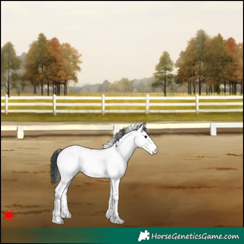 Horse Color:White Spotted Black Appaloosa 
