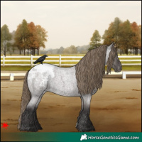 Horse Color:Smoky Grullo Roan Varnish 