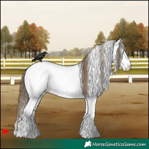 Horse Color:White Spotted Smoky Grullo Roan Frame Appaloosa 