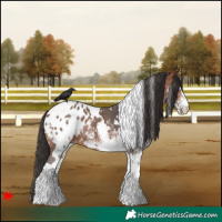 Horse Color:White Spotted Bay Blanket 
