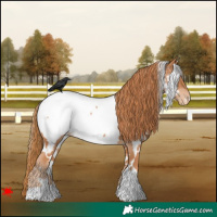 Horse Color:White Spotted Chestnut Near Fewspot 
