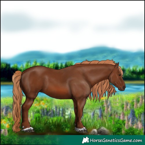 Horse Color:Chestnut 