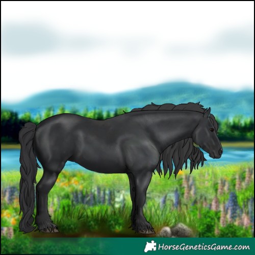 Horse Color:Black 