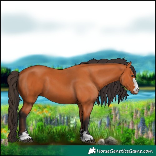 Horse Color:Bay 
