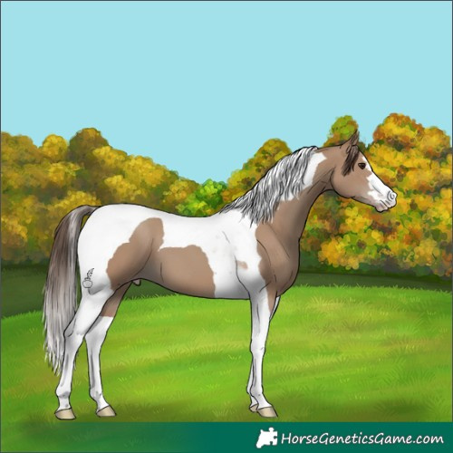 Horse Color:Classic Champagne Tobiano 