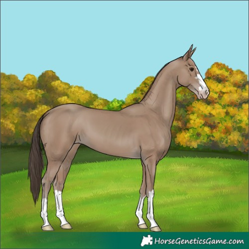 Horse Color:Classic Champagne 