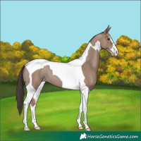 Horse Color:Classic Champagne Tobiano