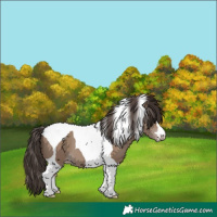 Horse Color:Classic Champagne Tobiano 