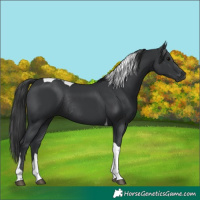 Horse Color:Black Tobiano Rabicano 