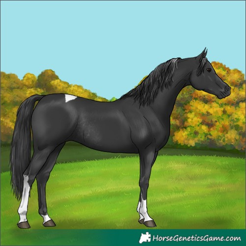 Horse Color:Black Tobiano Rabicano 