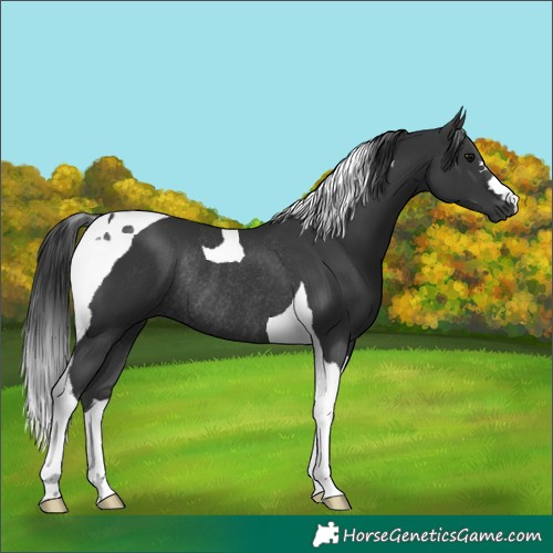 Horse Color:Black Tobiano Rabicano 
