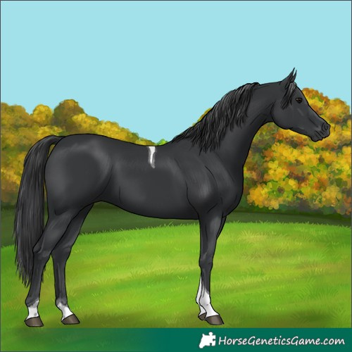 Horse Color:Black Tobiano Rabicano 