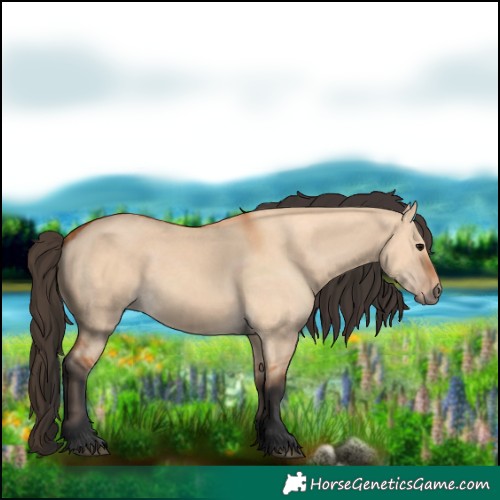 Horse Color:Bay Dun