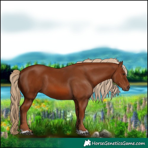 Horse Color:Chestnut 