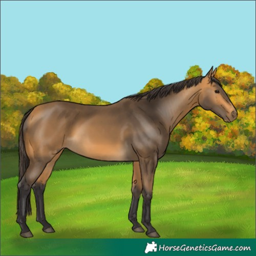 Horse Color:Buckskin