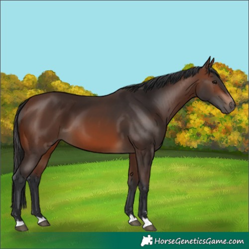 Horse Color:Brown 