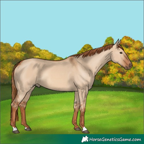 Horse Color:Red Dun 