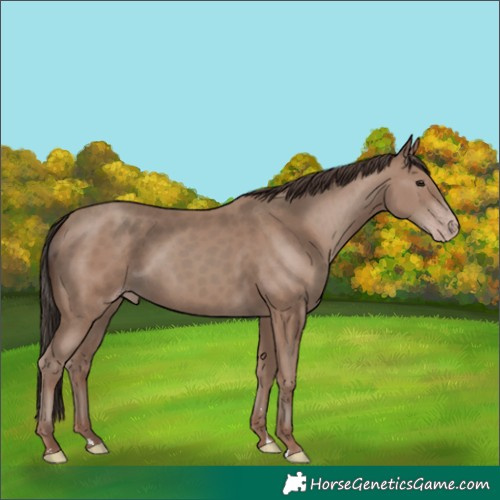 Horse Color:Classic Champagne 