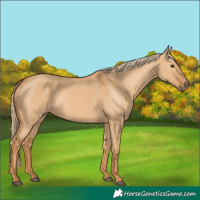 Horse Color:Red Dun 