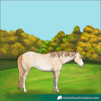 Horse Color:Buckskin Pearl Varnish Rabicano