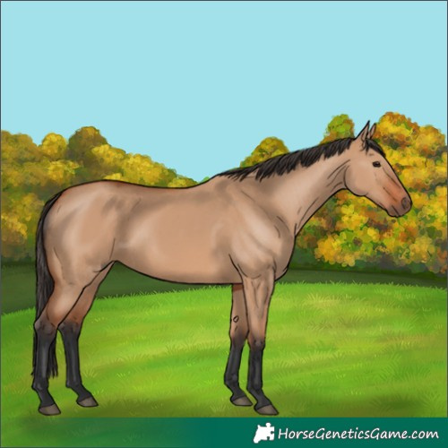 Horse Color:Bay Dun 