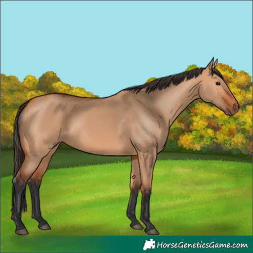 Horse Color:Bay Dun 