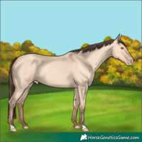 Horse Color:Amber Champagne Dun