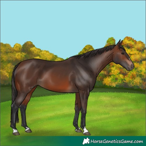 Horse Color:Brown 