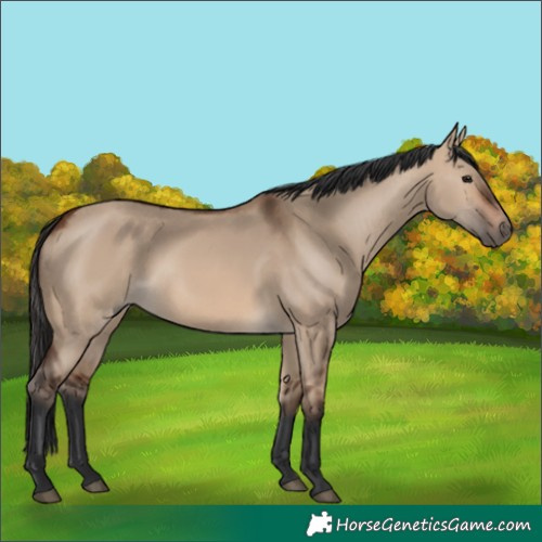 Horse Color:Brown Dun 