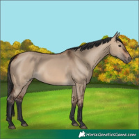 Horse Color:Brown Dun 