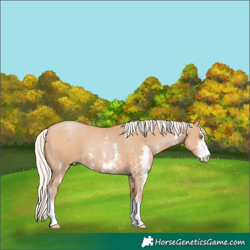 Horse Color:Silver Bay Pearl Sabino 
