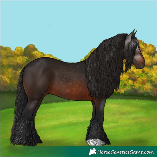 Horse Color:Gray Bay 