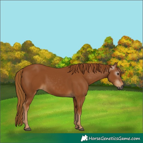 Horse Color:Unknown 
