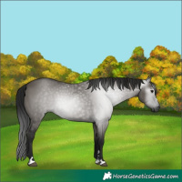 Horse Color:Unknown
