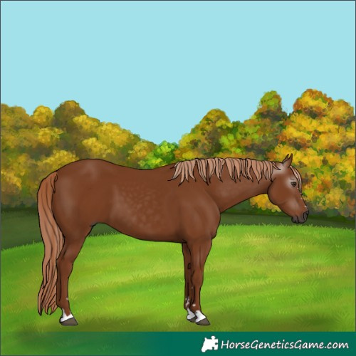 Horse Color:Unknown 