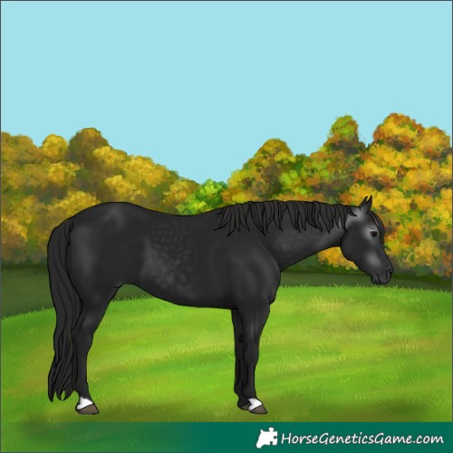 Horse Color:Gray Black 