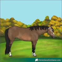 Horse Color:Gray Brown Dun
