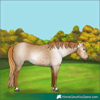 Horse Color:Unknown 
