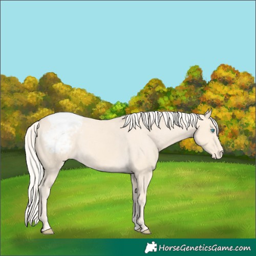 Horse Color:Cremello Appaloosa 