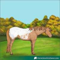 Horse Color:Chestnut Appaloosa