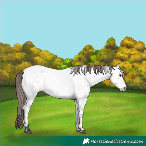 Horse Color:Unknown 