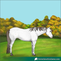Horse Color:Unknown 