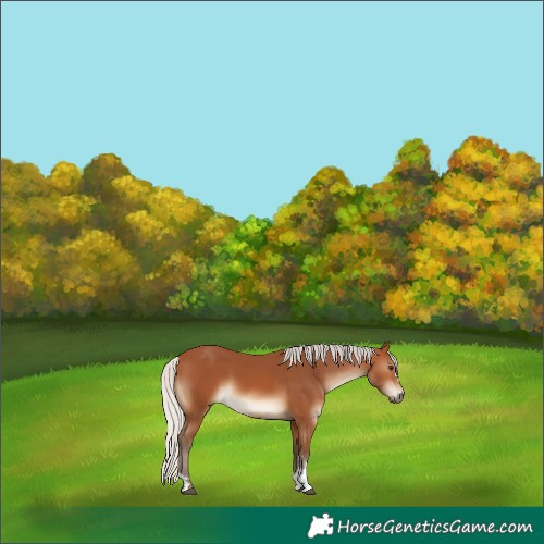 Horse Color:Silver Bay 