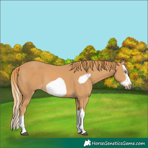 Horse Color:Unknown 