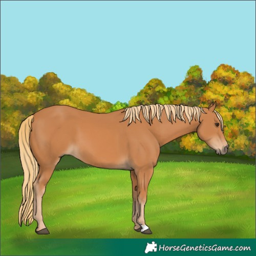 Horse Color:Unknown