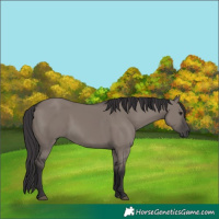 Horse Color:Smoky Grullo