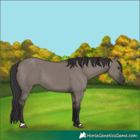 Horse Color:Smoky Grullo 