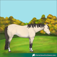 Horse Color:Buckskin Dun