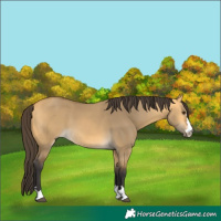 Horse Color:Buckskin Dun 